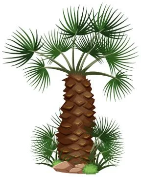Palm trees with nature elements on white background Stock Illustration