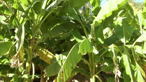 Palm trees in the nature Stock Footage 100219774