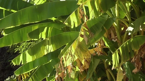 Palm trees in the nature Stock Footage 100227861