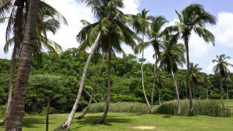 Palm trees next to a forest and a field Stock Footage 268835693