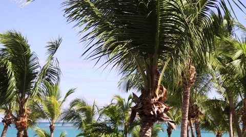 Palm Trees Next To Ocean Stock Footage 65232096