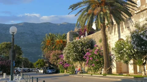 Palm Trees Next To Old City Walls Stock Footage 54897244