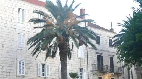 Palm Trees Next To Old City Walls Stock Footage 54903490