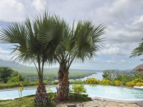 Palm trees next to pool Stock Photos