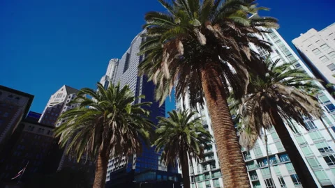 Palm trees next to skyscraper buildings downtown. City life work in LA. Low view Stock Footage 170195072