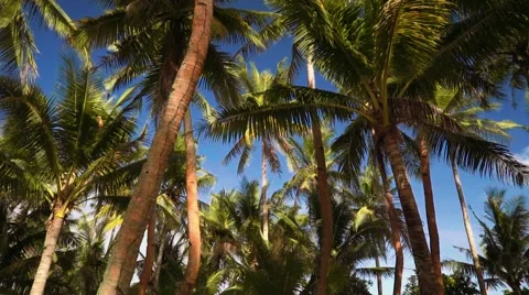 Palm trees on nice green grass, tilt down Stock-Footage 67600469