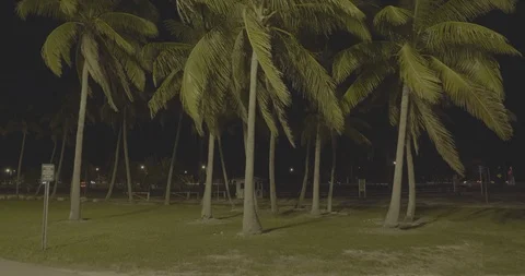 Palm Trees Night Stock Video Footage Royalty Free Palm Trees Night