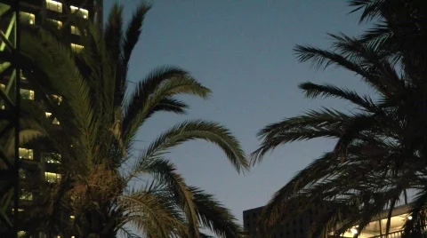 Palm trees at night Stock Footage 530162