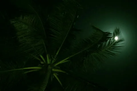 Palm trees in the night Video stock 39248484