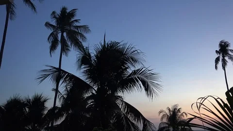 Palm Trees at Night 動画素材 95269796