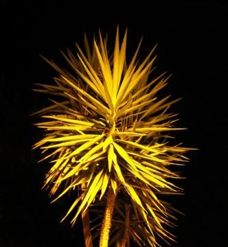 Palm trees at night Stock Illustration