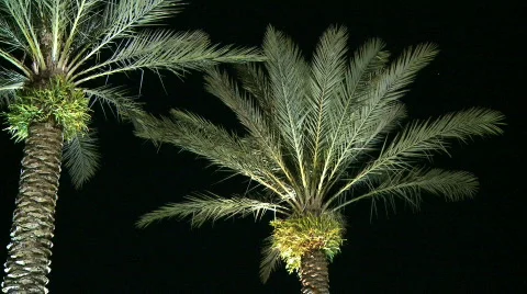 Palm Trees at Night on the Left Stock Footage 289577