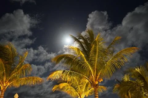 Palm trees at night Stock Photos