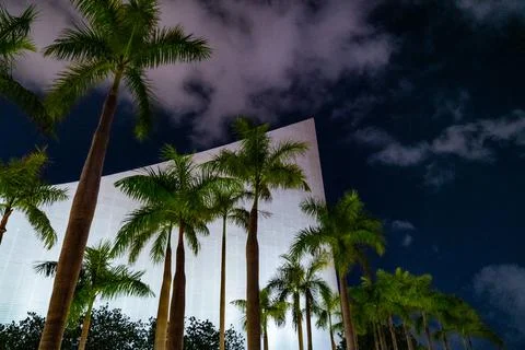 Palm trees at night Foto stock