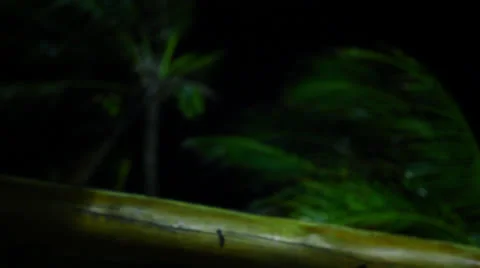 Palm Trees Night Rack Focus HD Video Stock-Footage 25912094
