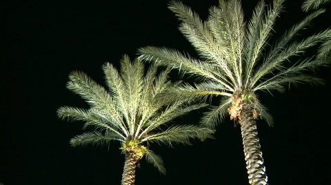Palm Trees at Night on the Right Stock Footage 289586