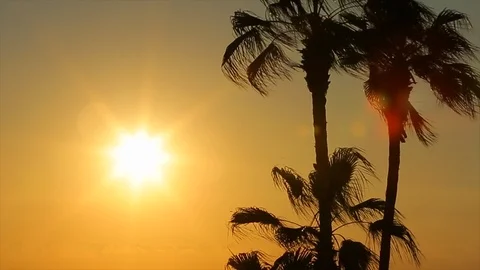 Palm trees in ocean breeze at sunset golden hour. static Stock Footage 107003038