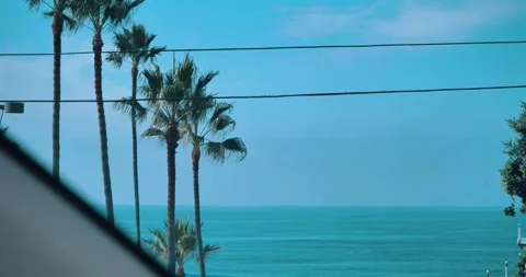 Palm trees by the ocean with clear blue sky Stock Footage 339519715