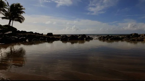 Palm Trees At Ocean Cove2 Stock Footage 104270299