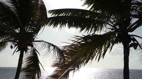 Palm Trees &amp; Ocean Video stock 46866811