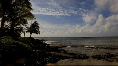 Palm Trees At Ocean Stock Footage 104269516