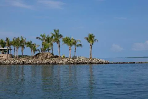 Palm Trees by Ocean Stock Photos