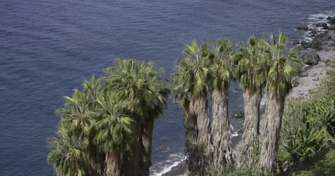 Palm trees on the ocean shore, Madeira, 4K Stock Footage 246389461