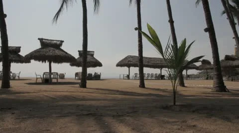 Palm Trees Ocean View Stock Footage 22258347