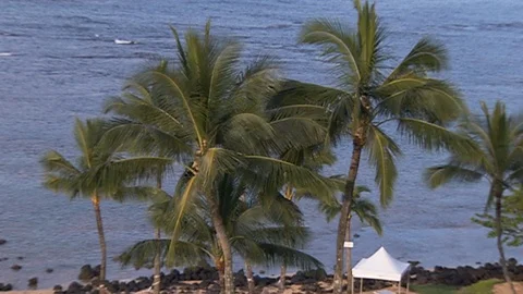 Palm trees. Ocean waves in the background A Stock Footage 102524879
