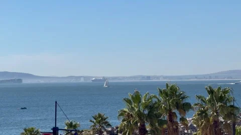 Palm Trees with the oceans in the background. Видео 333122480