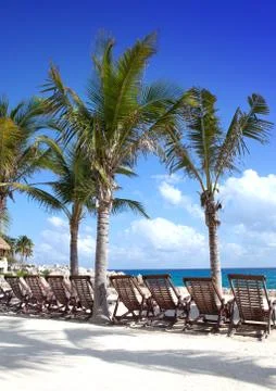 Palm trees on Oceanside Stock Photos