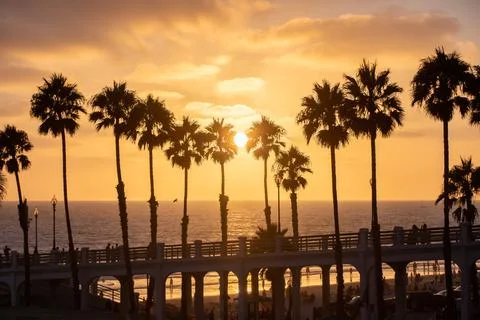 Palm Trees in Oceanside Stock Photos