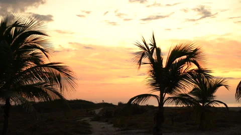 Palm trees in the opposite light of the Dawn Sun. 4K Stock Footage 155128561