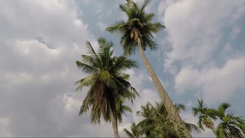 Palm trees or Coconut trees at Mekong riverbank, Si Phan Don, Laos Stock Footage 169008796