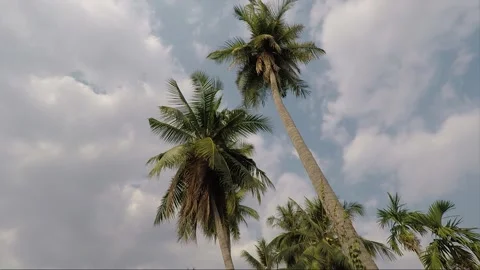 Palm trees or Coconut trees at Mekong riverbank, Si Phan Don, Laos Stock Footage 169008840