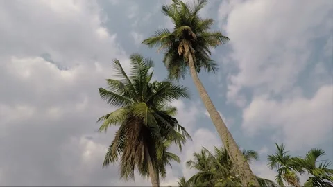 Palm trees or Coconut trees at Mekong riverbank, Si Phan Don, Laos Stock-Footage 169008846