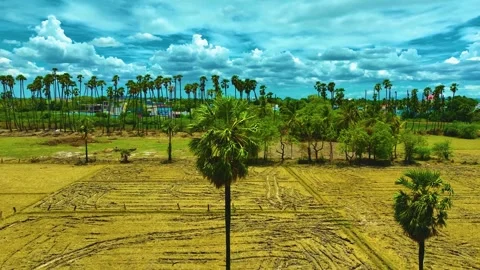 Palm Trees - Orbital Shot By a Drone 스톡 동영상 249548433