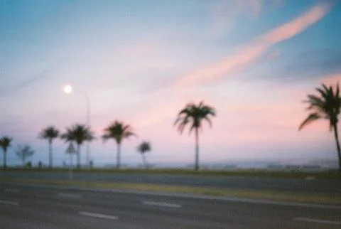 Palm trees out of focus Stock Photos