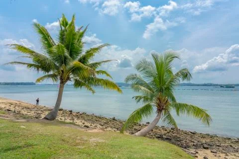 Palm trees over a beach, Stock Photos
