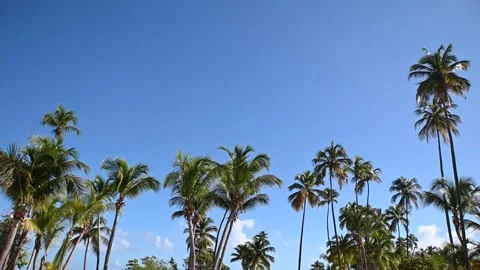 Palm Trees Over Blue Sky Video stock 165997222