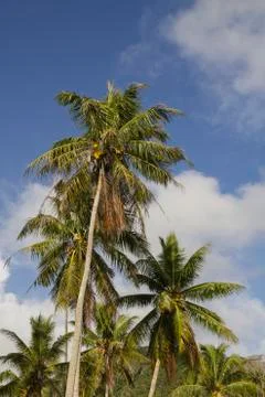 Palm trees over cloudy sky Stock Photos