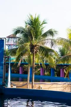 Palm trees over the pool Stock Photos