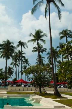 Palm trees over the pool Stock Photos