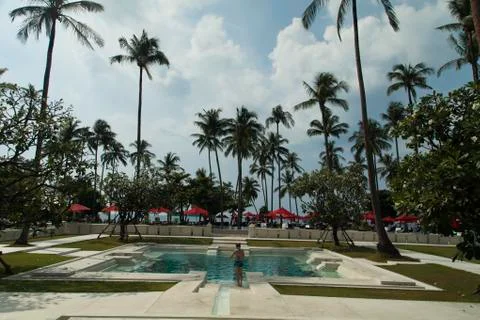 Palm trees over the pool Stock Photos