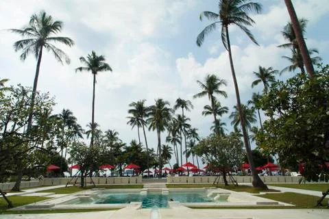 Palm trees over the pool Stock Photos