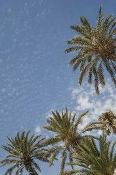 Palm trees over sky Stock Photos