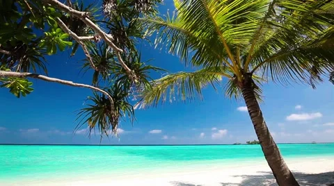 Palm trees over tropical lagoon with white beach Stock Footage 52600847