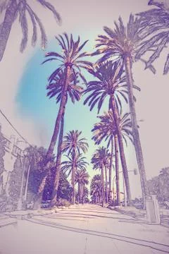Palm trees in Palma de Mallorca イラスト素材