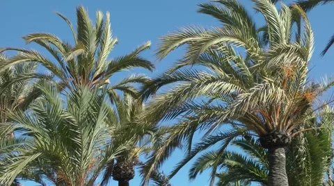 Palm trees palms swaying moving wind deep blue sky Stock Footage 48624443