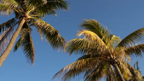Palm Trees Pan Stock Footage 241669459